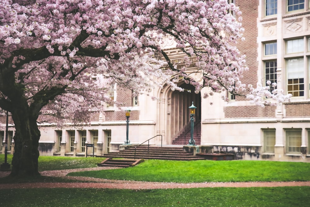 un arbre aux fleurs violettes devant un bâtiment