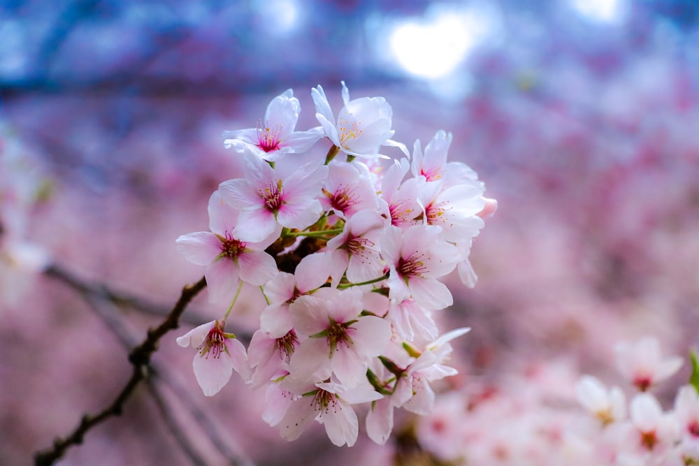 un bouquet de fleurs qui sont sur un arbre