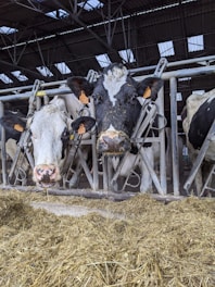 a group of cows are standing in a barn
