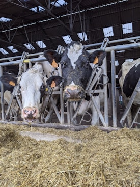 a group of cows are standing in a barn