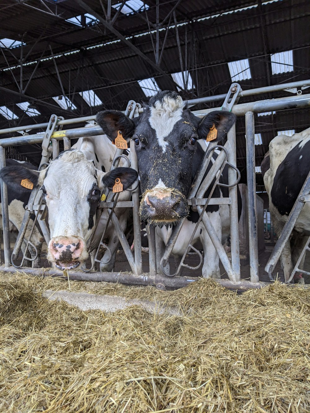 a group of cows are standing in a barn