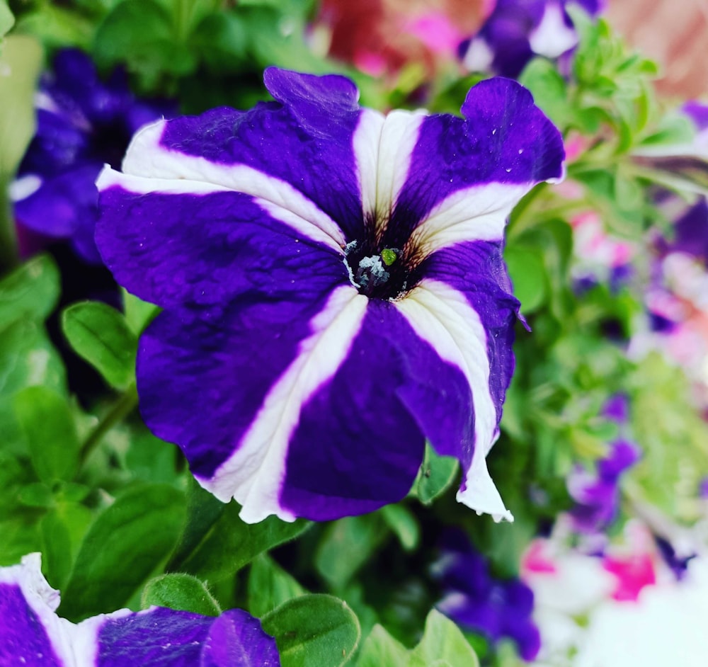 a purple and white flower with green leaves