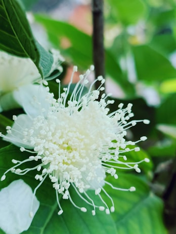 a close up of a white flower on a tree