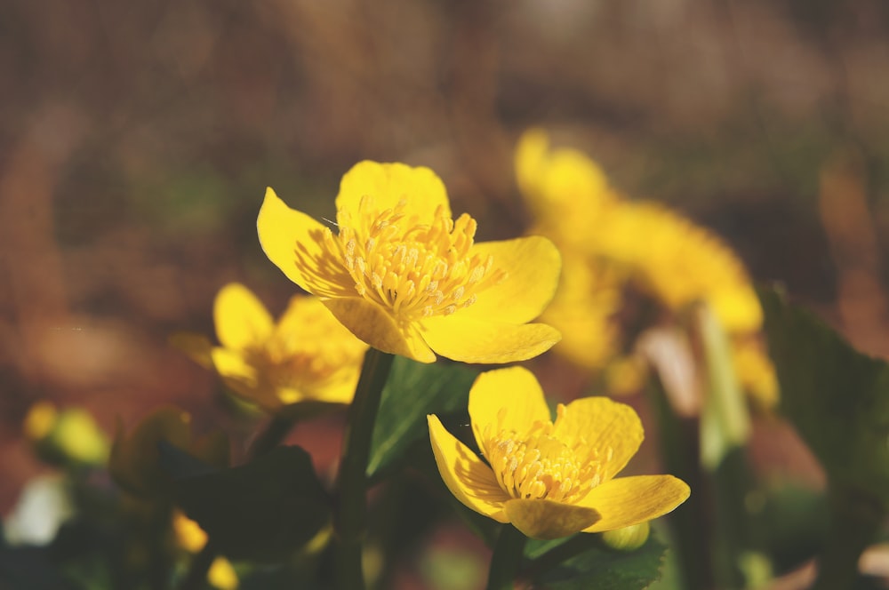 um grupo de flores amarelas em um campo