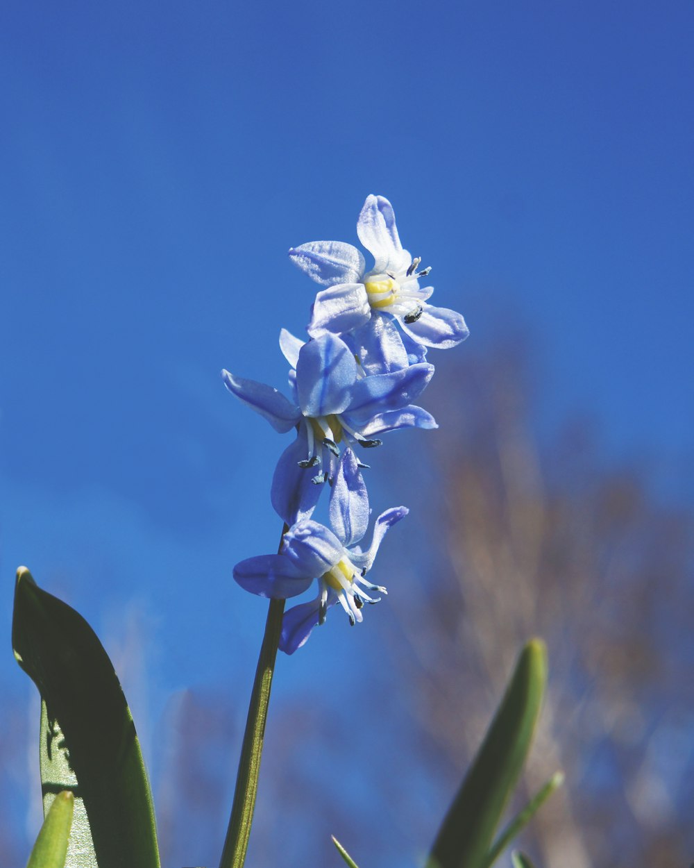 a close up of a blue flower with a sky background