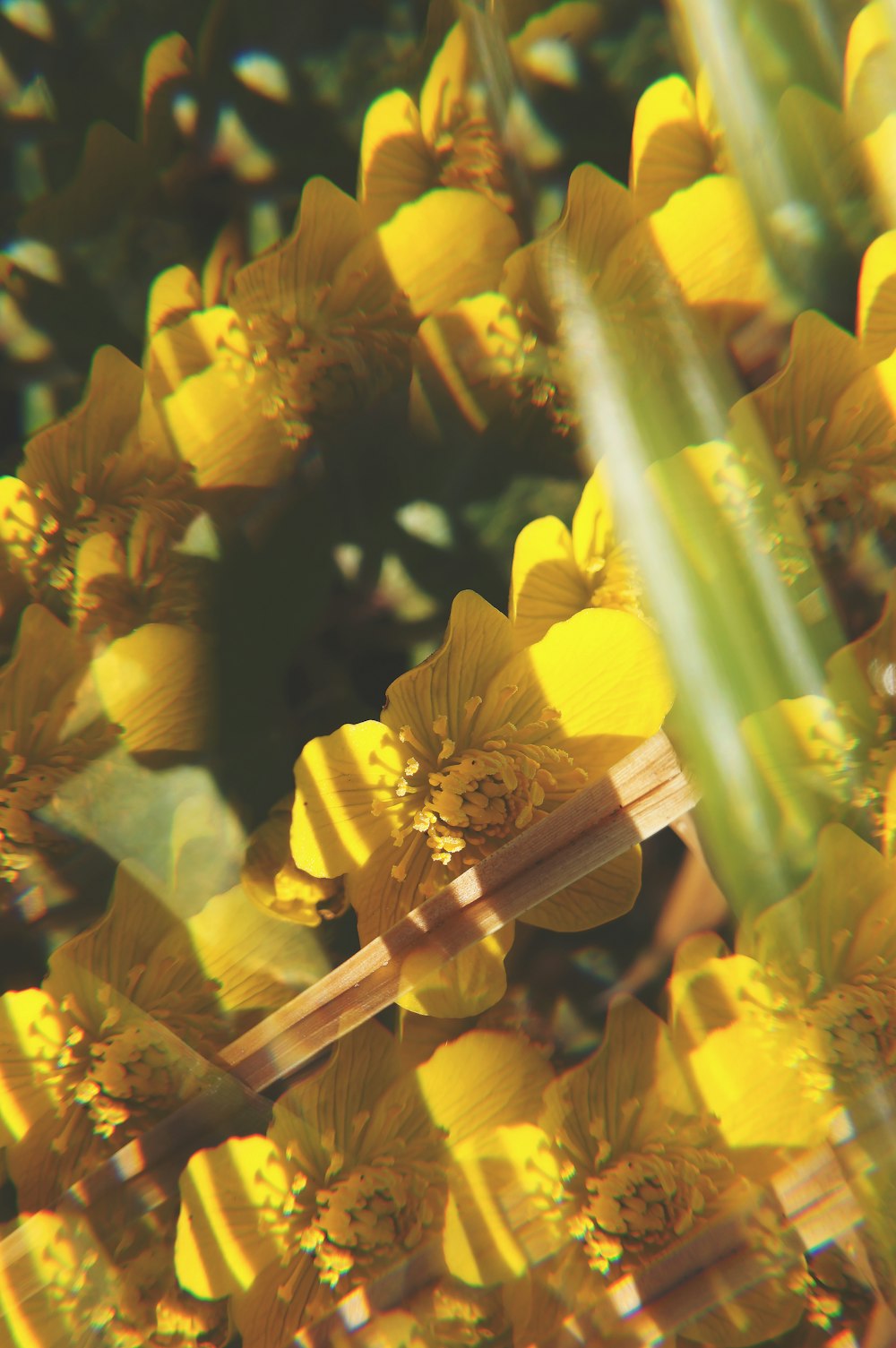 un bouquet de fleurs jaunes qui sont côte à côte