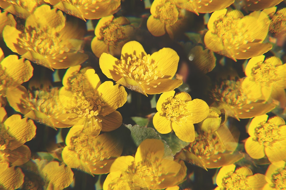 a bunch of yellow flowers with green leaves