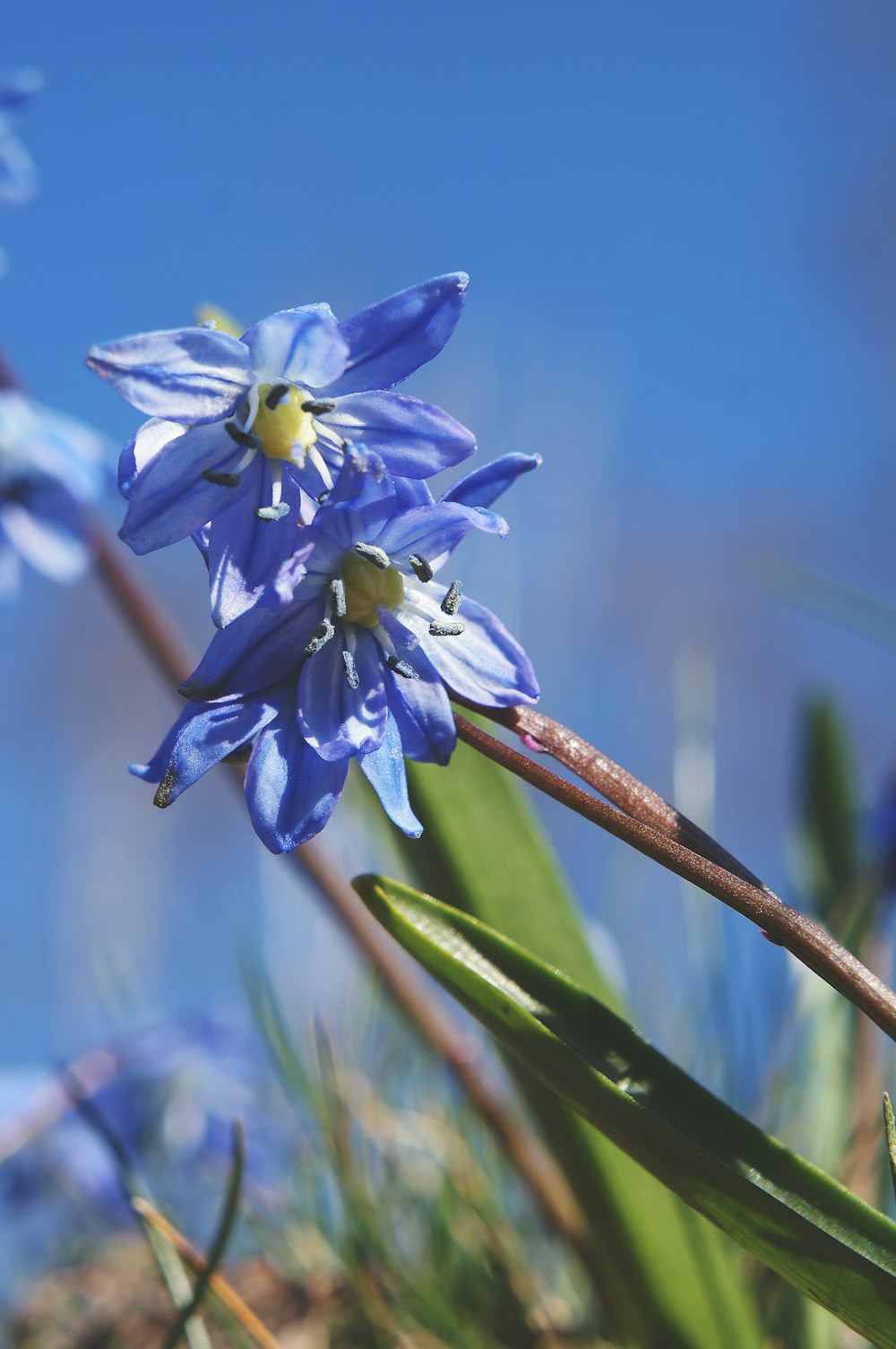 a close up of a blue flower with a sky background