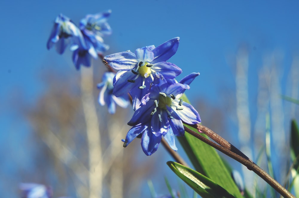 um close up de uma flor azul em uma planta