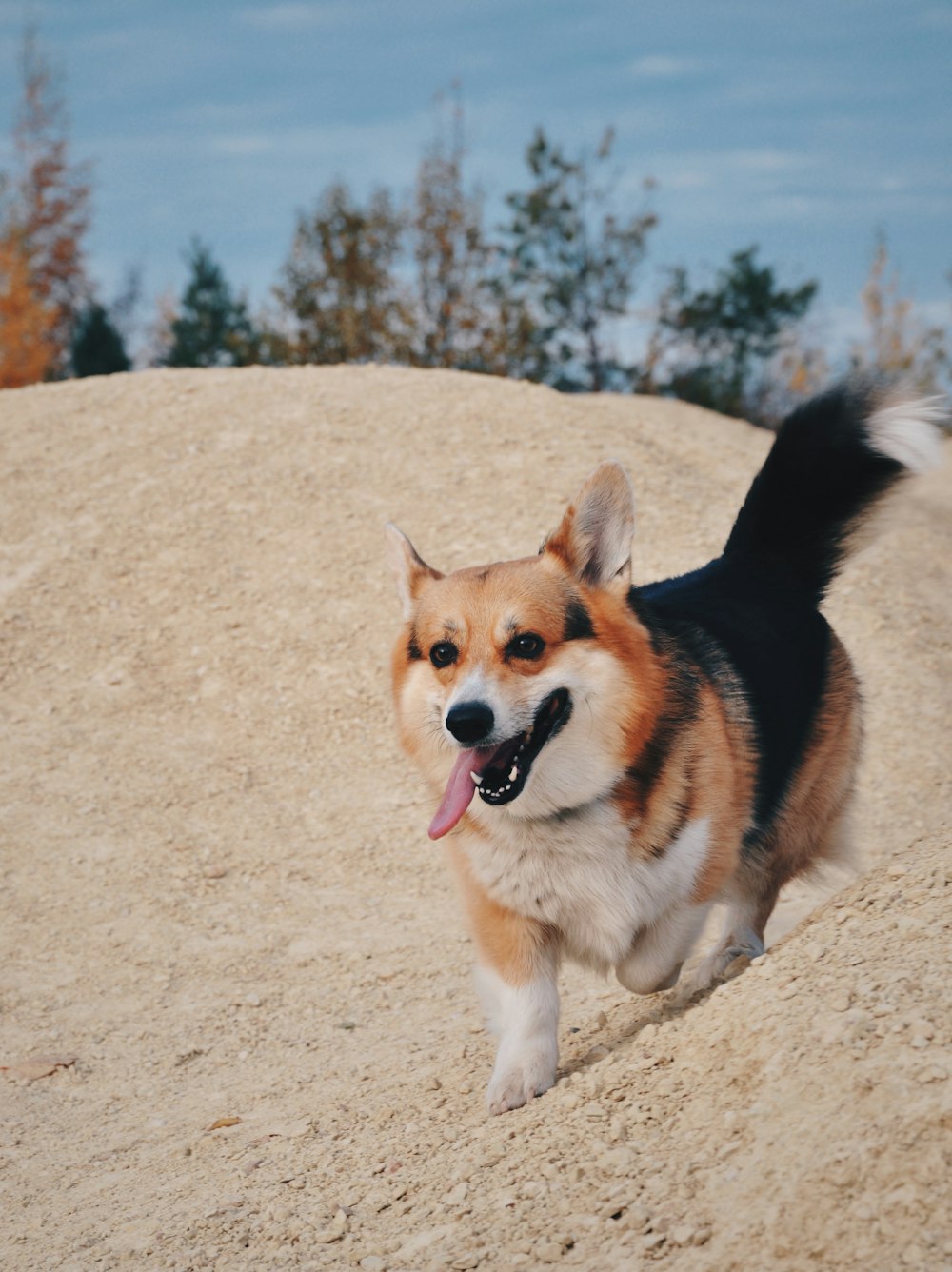 a brown and white dog walking across a sandy hill