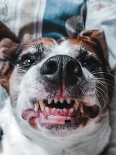 a close up of a dog with its mouth open