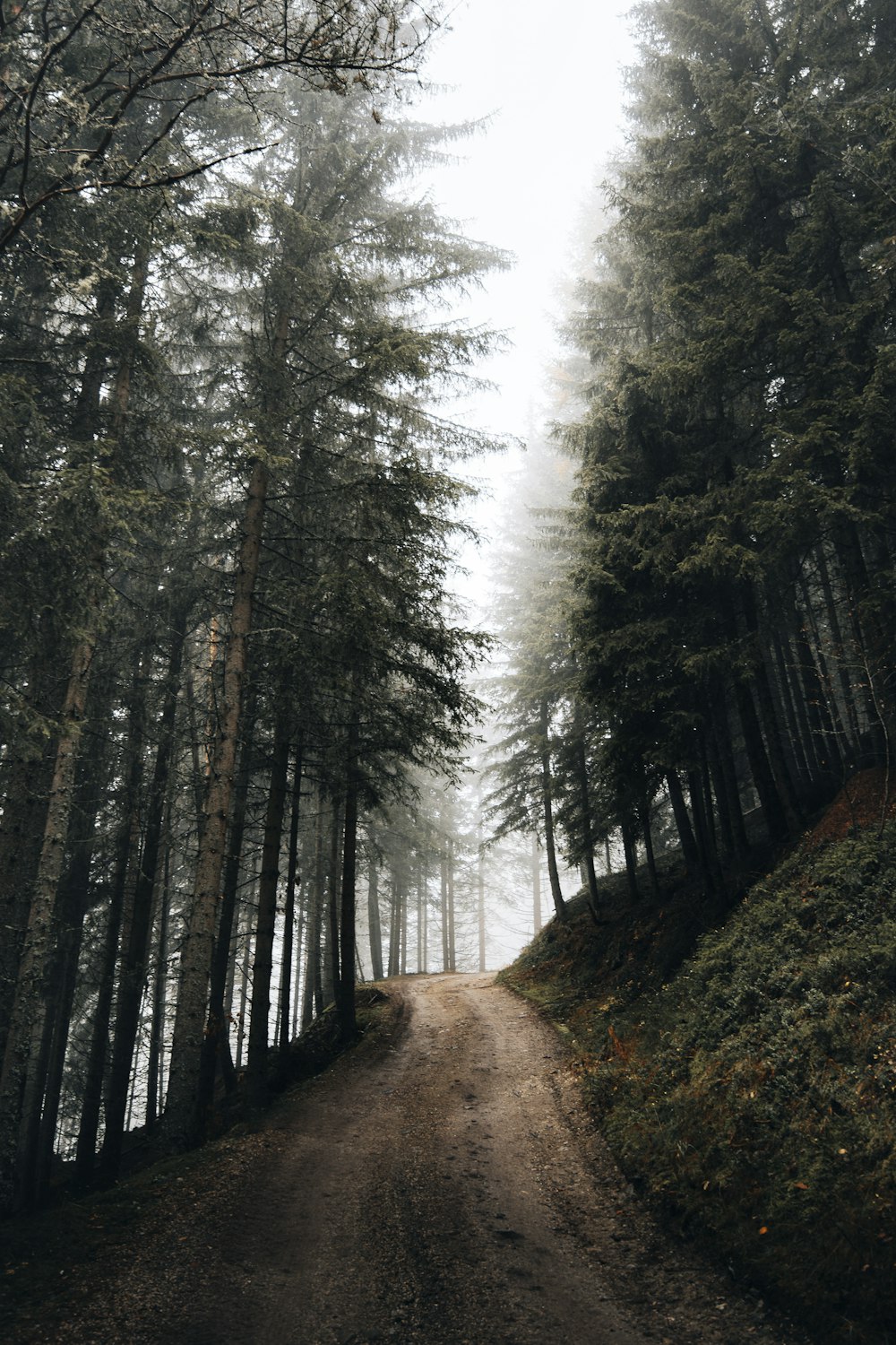 a dirt road in the middle of a forest