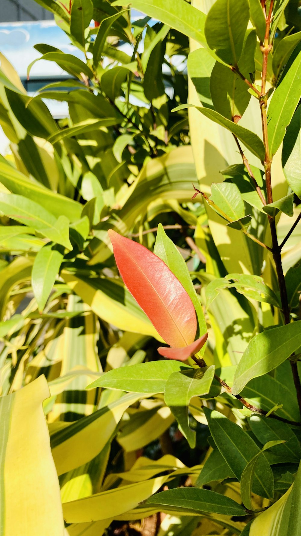 um close up de uma flor vermelha em uma planta