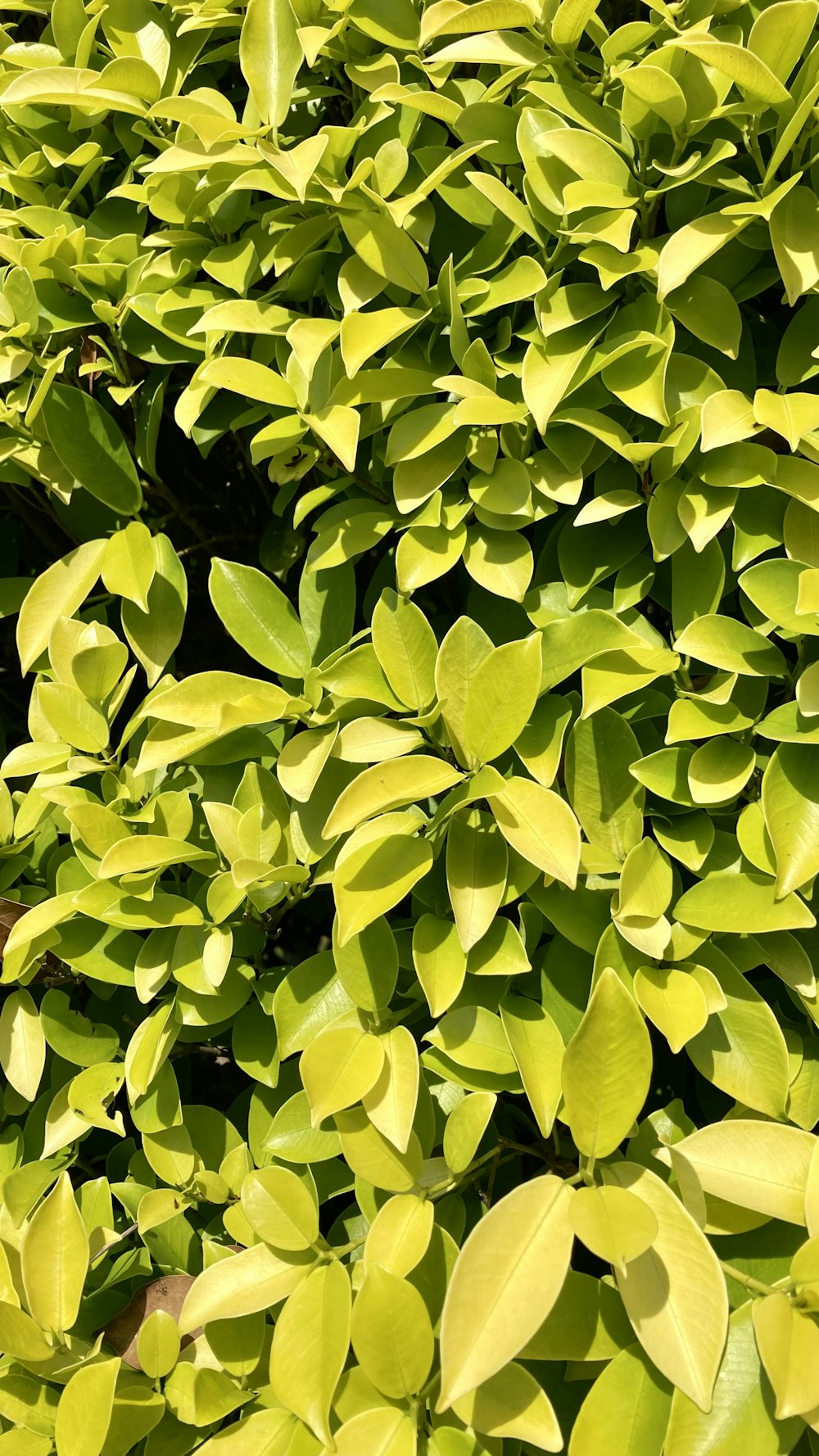 a close up of a bush with green leaves