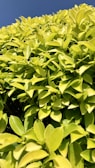 Close-up of freshly trimmed bushes with vibrant green leaves under a clear sky.