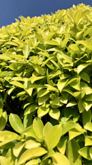 Close-up of freshly trimmed green hedge under a bright sky.