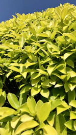 A gardener trimming a vibrant green hedge under a bright blue sky in early spring.