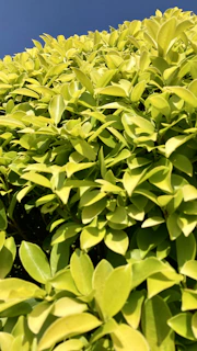 A close-up of freshly trimmed green hedges under a bright blue sky.