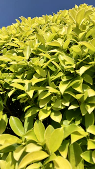 Gardener trimming a lush green hedge with bright blue sky background.