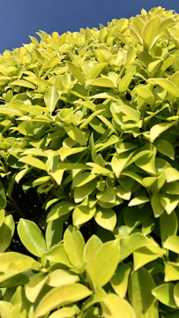 Close-up of freshly trimmed green hedge under a bright sky.