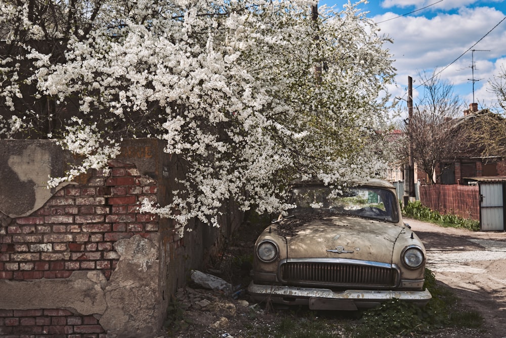 an old car parked next to a tree with white flowers