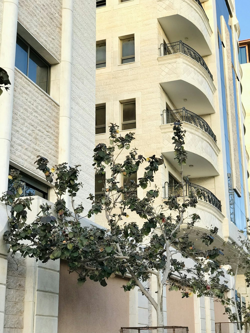 a tree in front of a building with balconies
