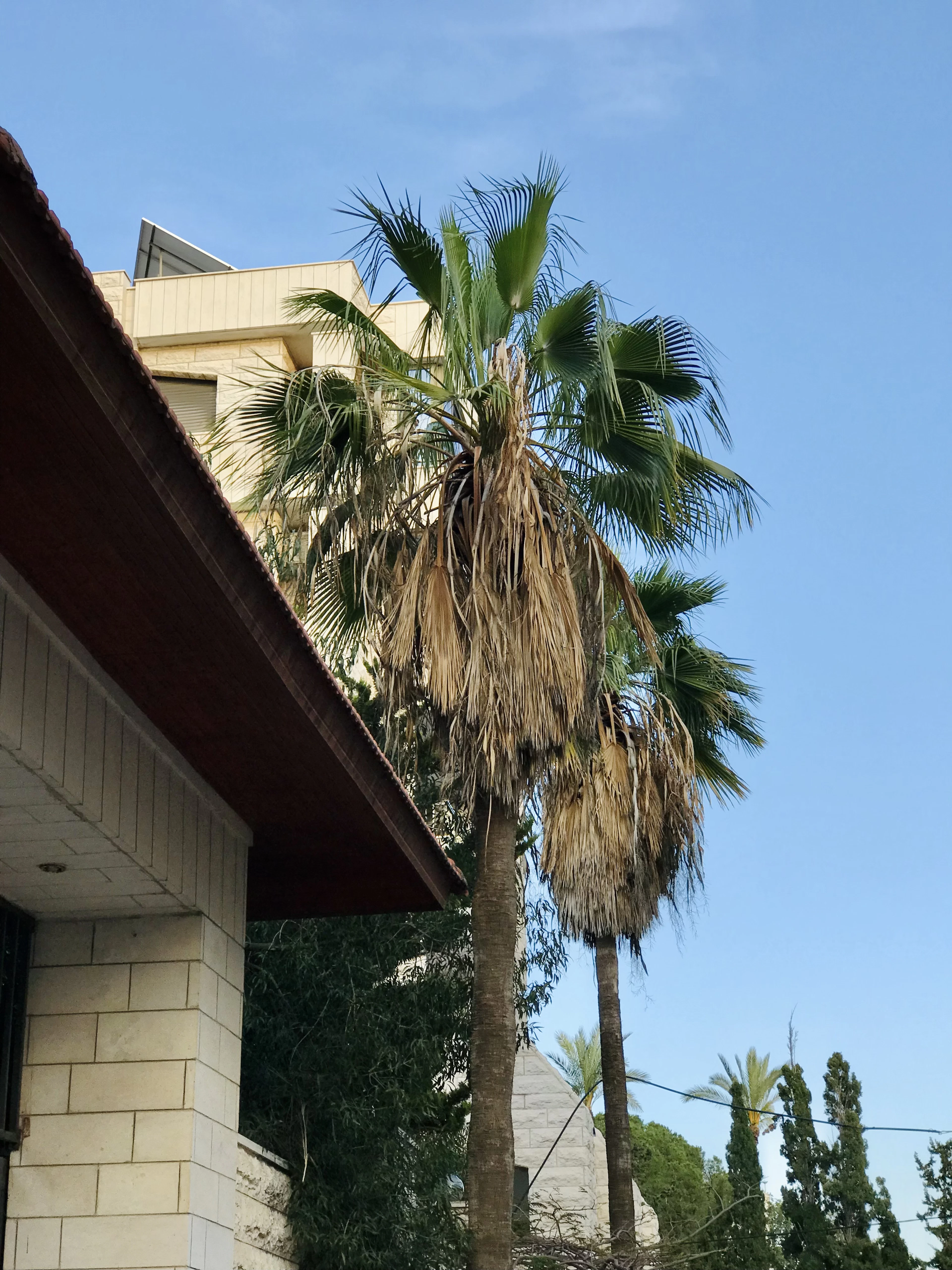Palm tree beside the roof of a family villa