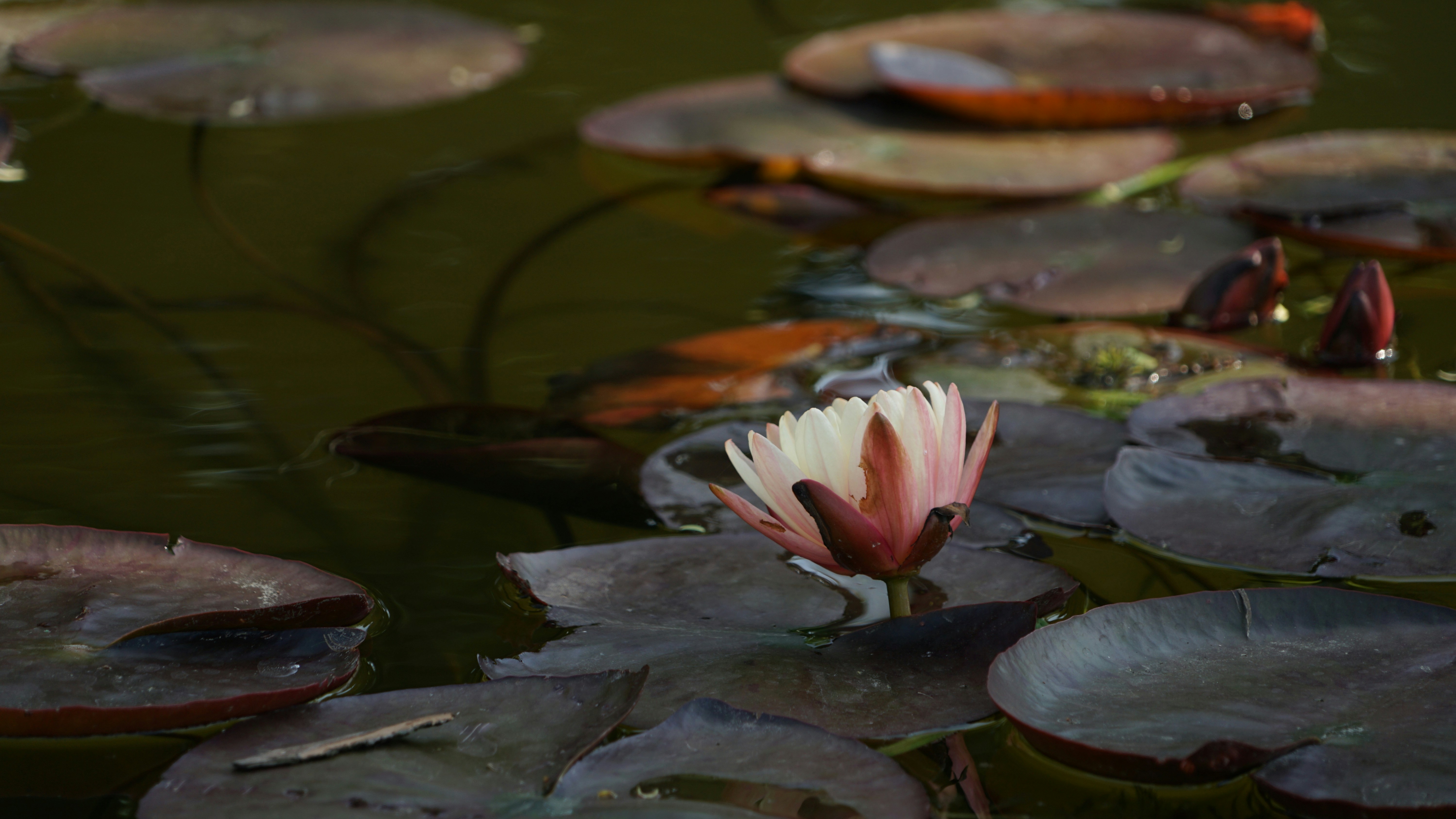 Photo by jeremywong119