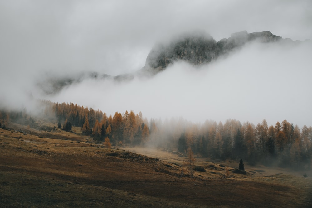 a foggy mountain with trees in the foreground