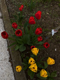 A garden bed with vibrant red and yellow tulips growing in dark, moist soil. The flowers are surrounded by green leaves, and there is a concrete pathway on one side. A small, weathered wooden stick with a piece of fabric is also visible.