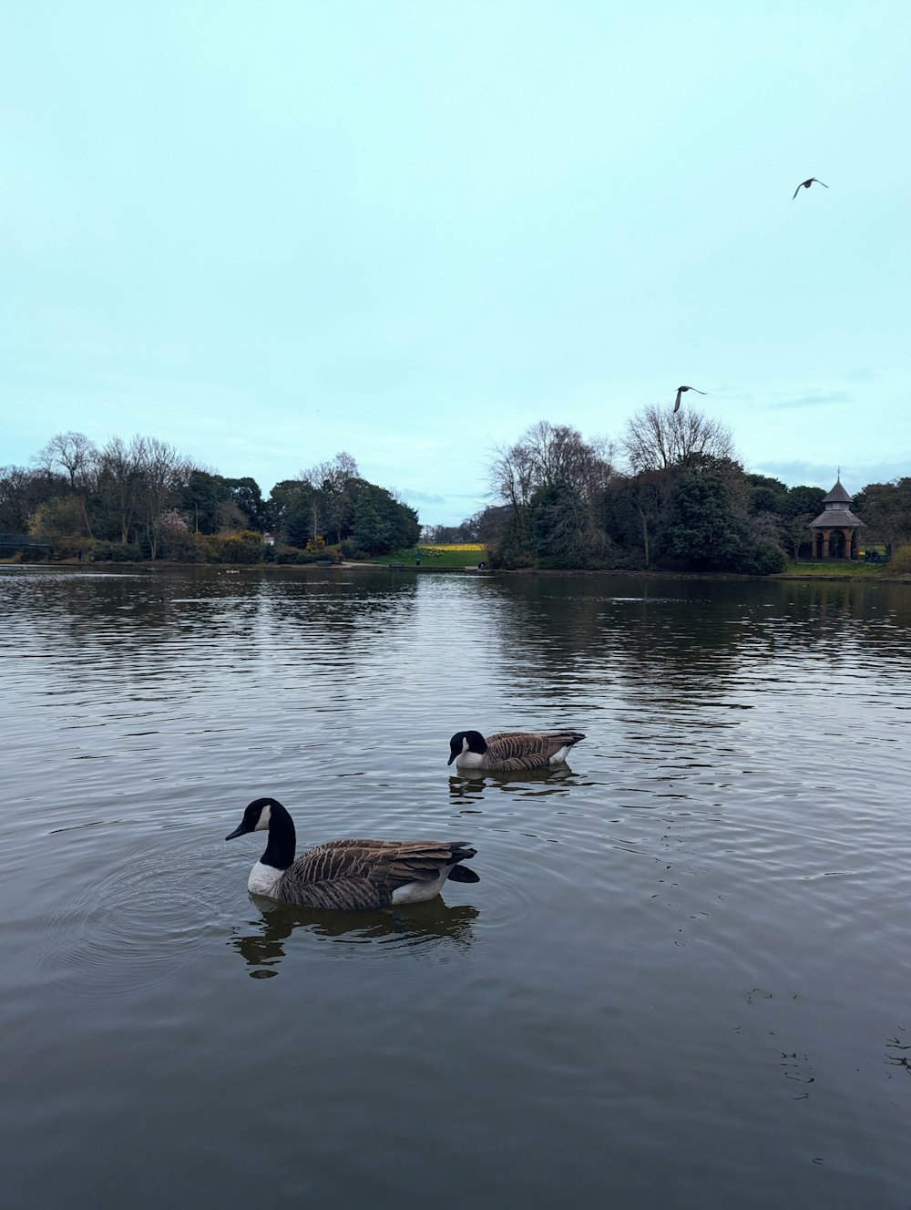 a couple of ducks floating on top of a lake