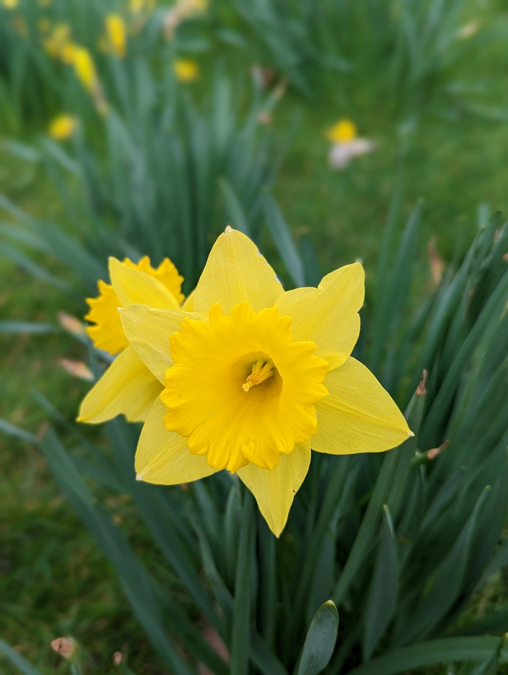 a close up of a yellow flower in a field