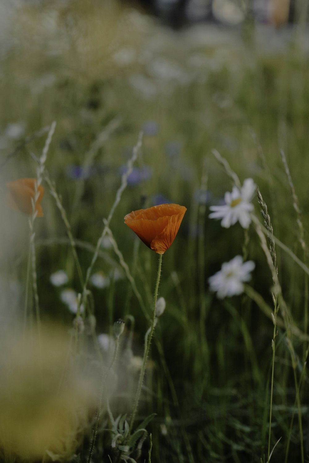 a single orange flower is in the middle of a field