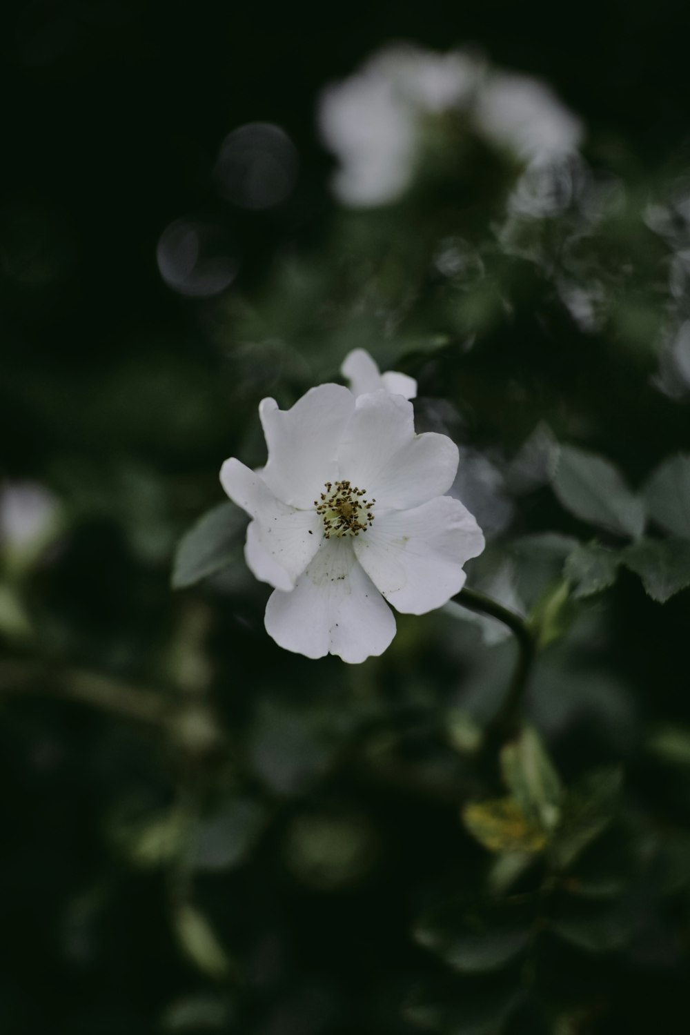 a white flower with green leaves in the background