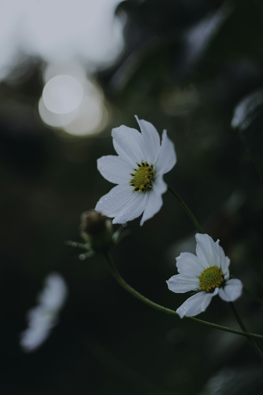 a couple of white flowers sitting on top of a green plant