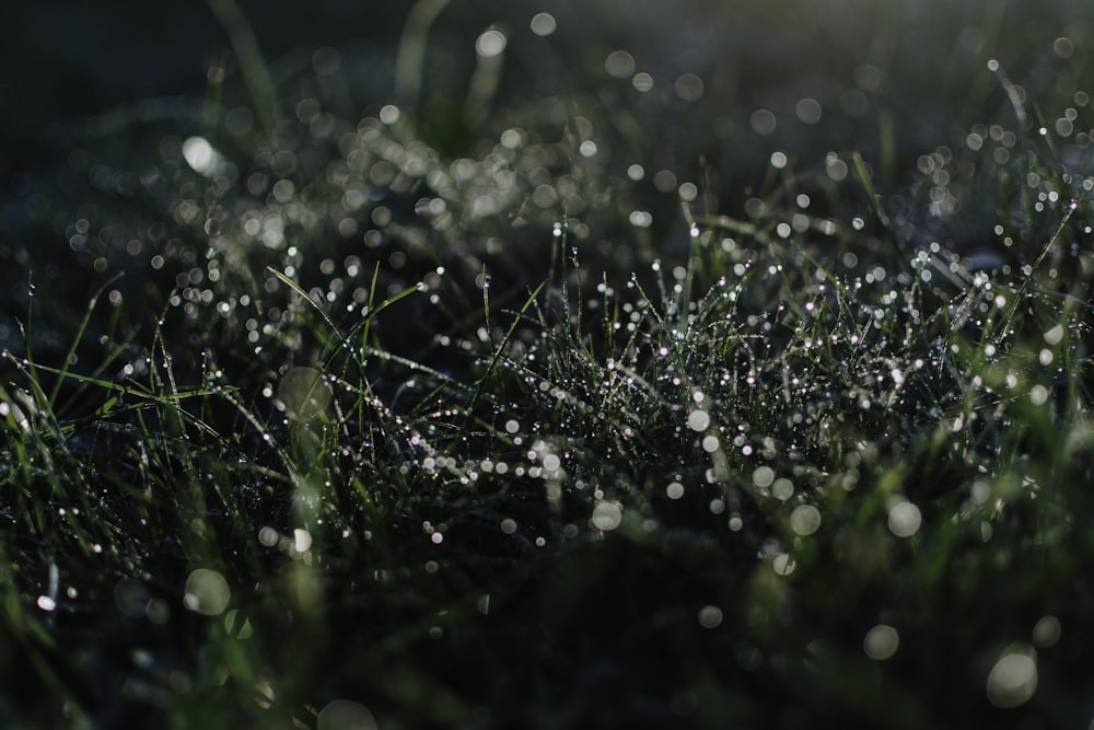 the grass is covered with water droplets