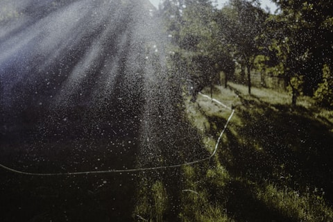 Sunlight shining through the trees in a garden orchard with hosepipe and sprinkler irrigation system