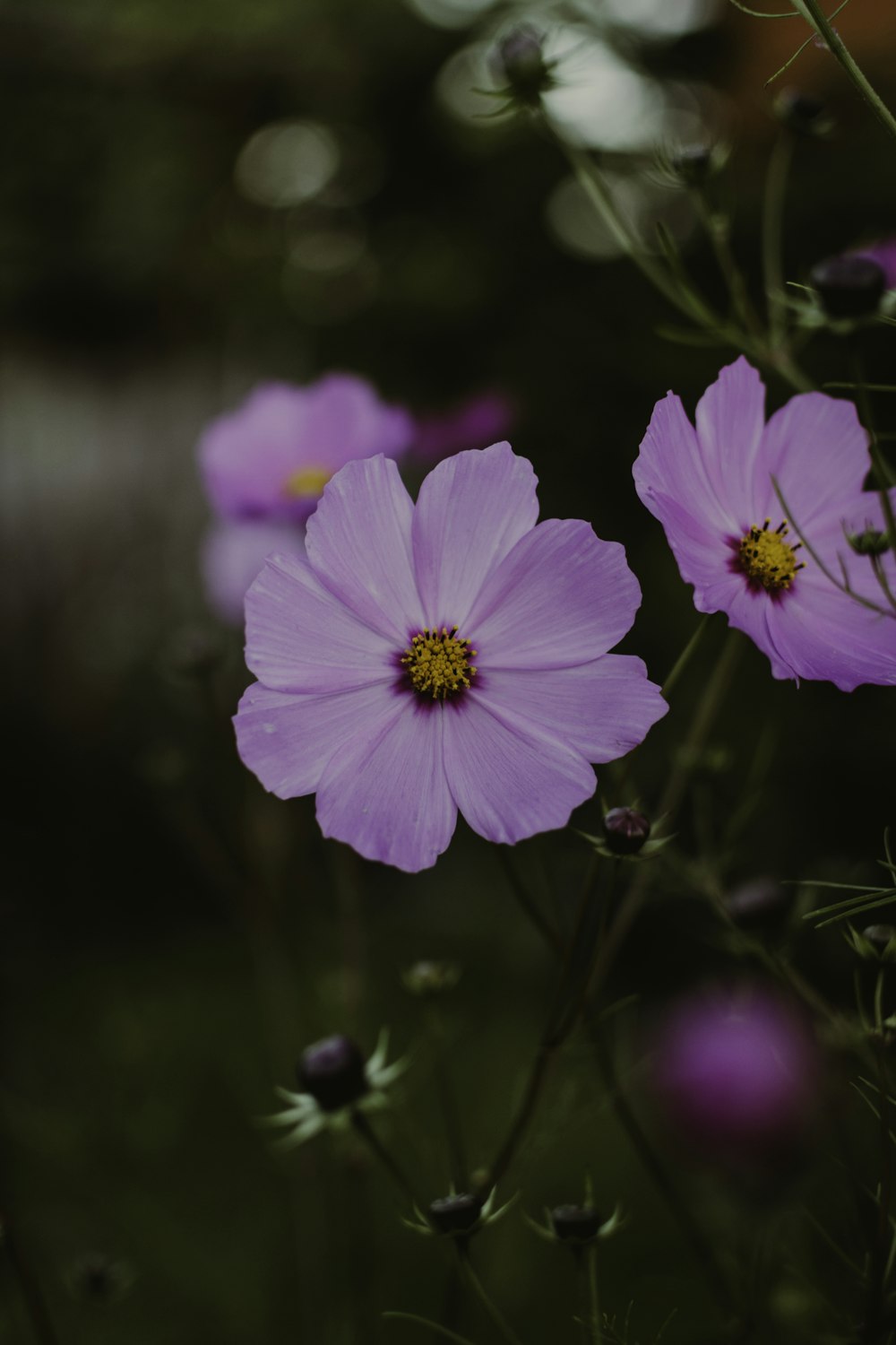 a bunch of purple flowers in a field