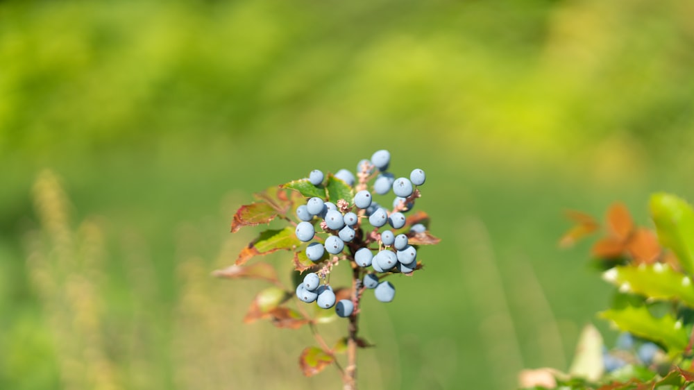 a bush with blue berries growing on it
