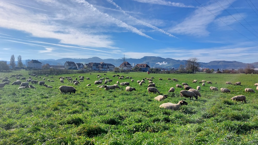 um rebanho de ovelhas pastando em um campo verde exuberante