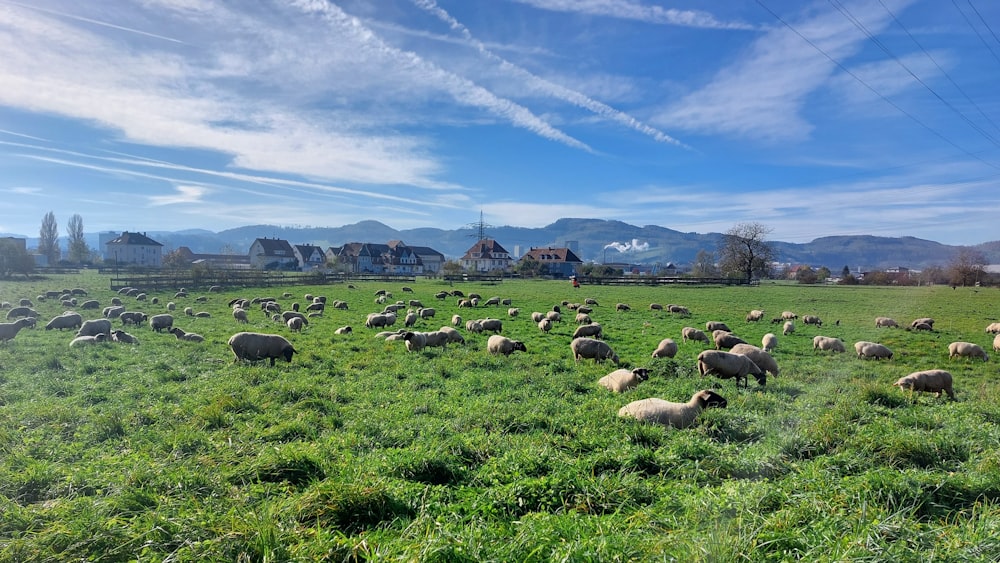 a herd of sheep grazing on a lush green field