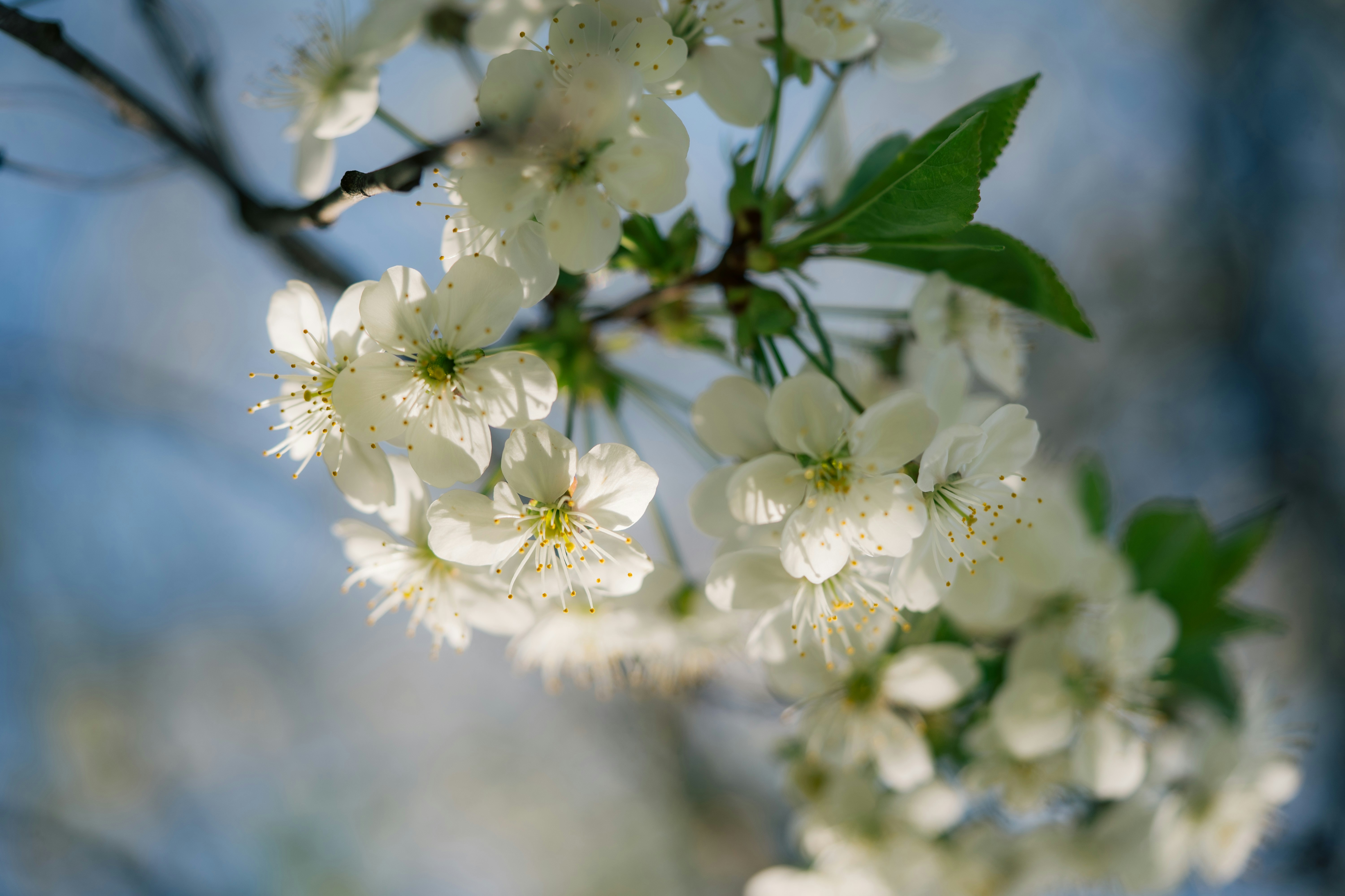 a branch of a tree with white flowers
