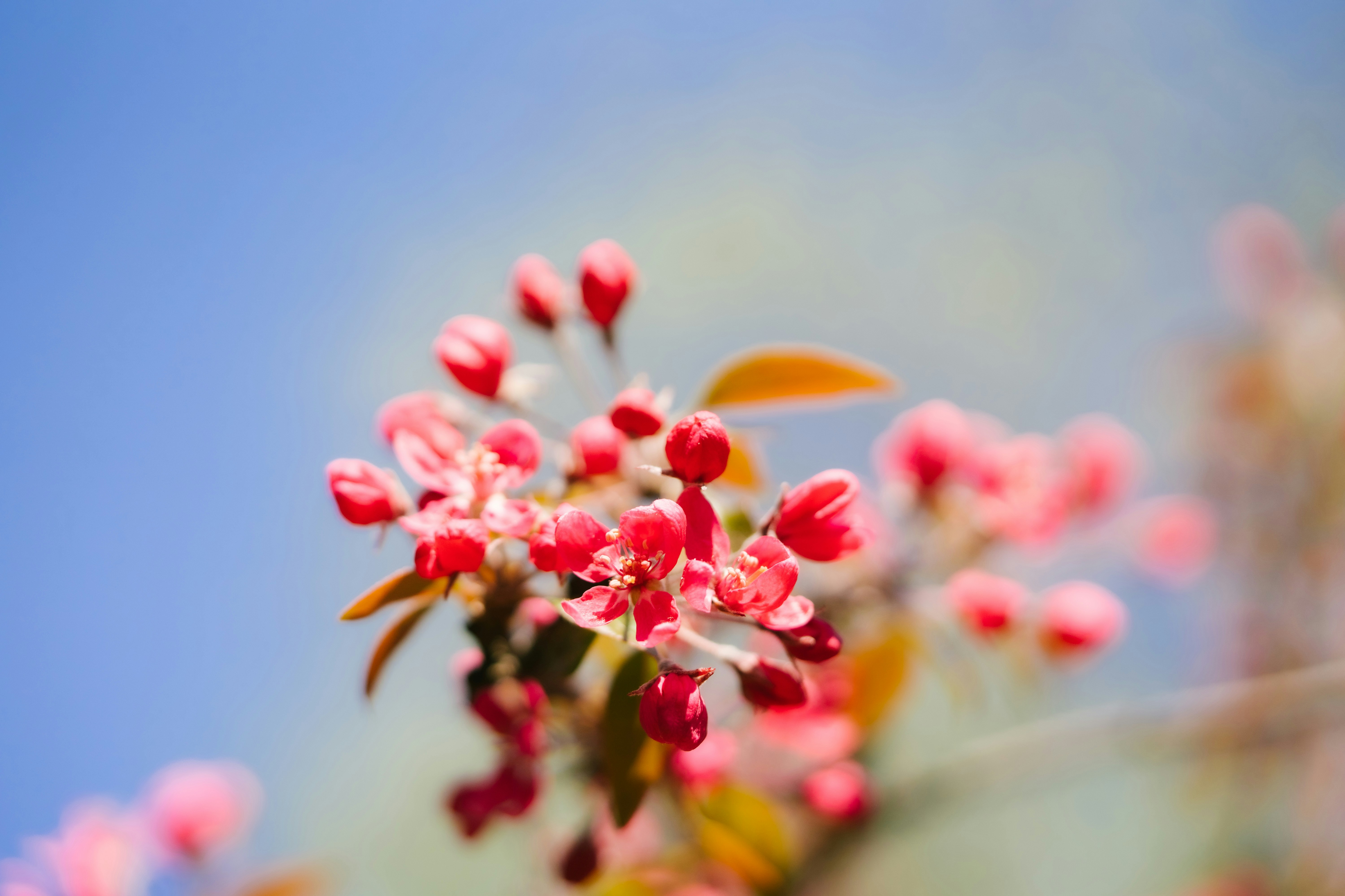 Un primer plano de un ramo de flores rojas