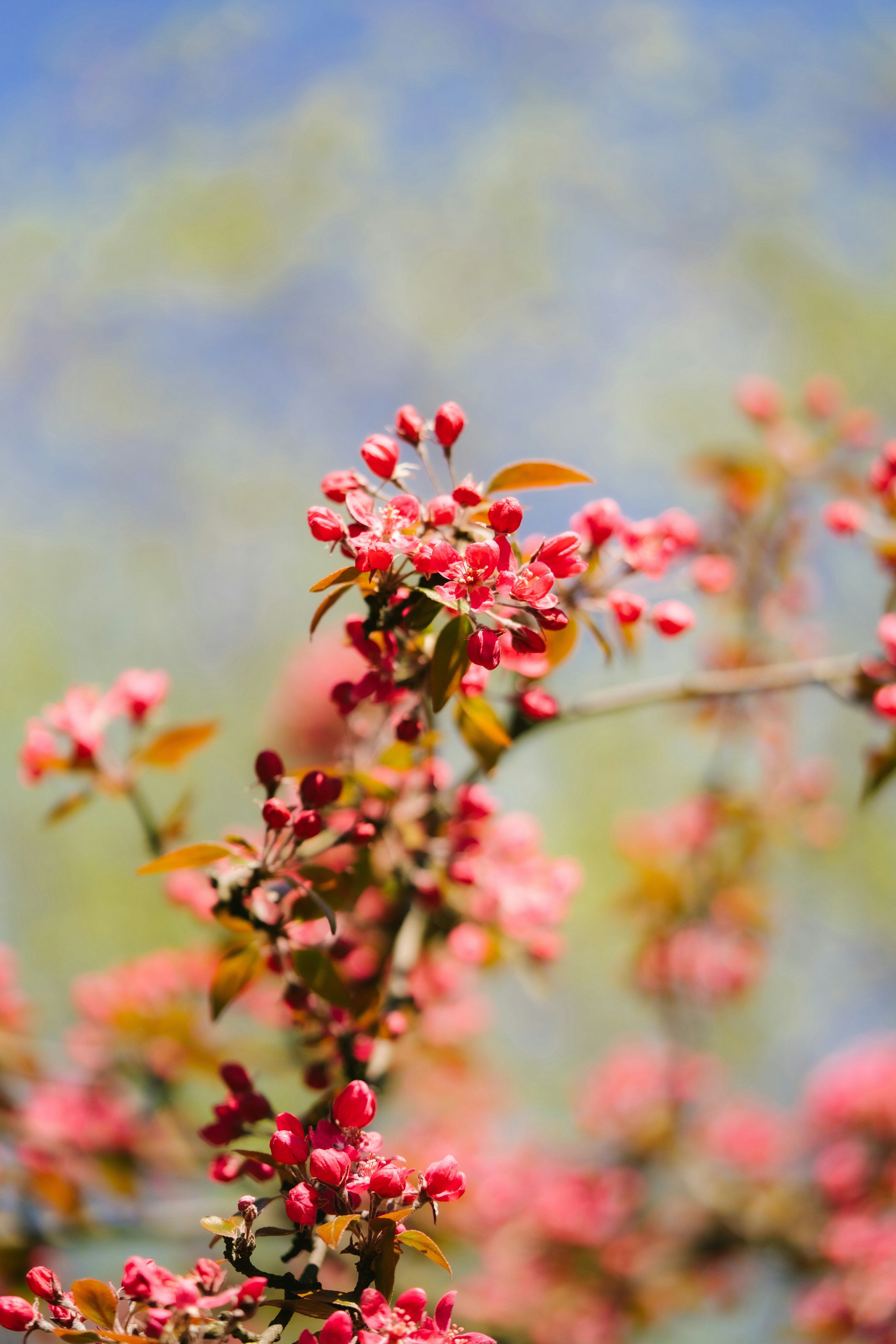 una rama de un árbol con flores rosadas