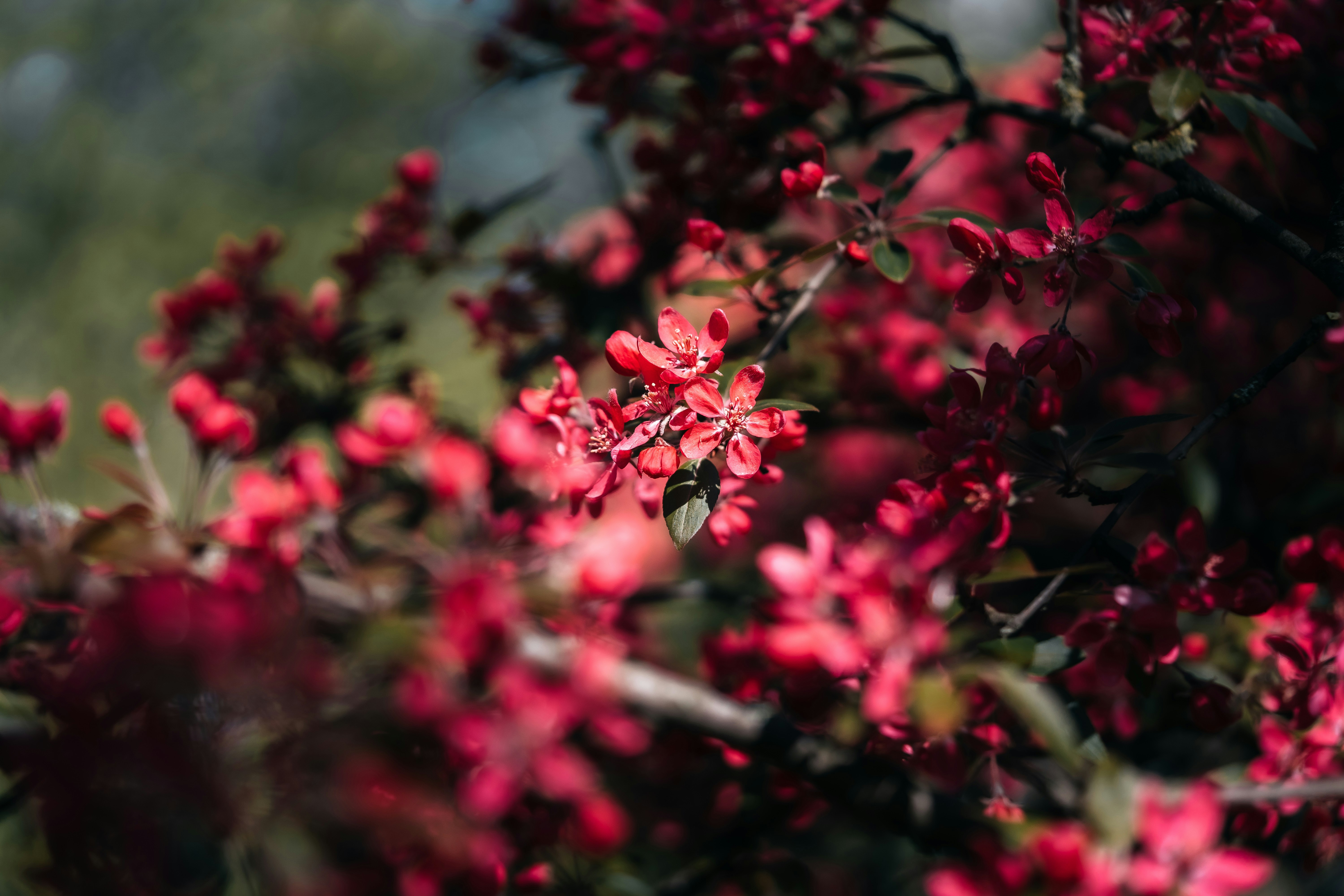 Un primer plano de un arbusto con flores rojas