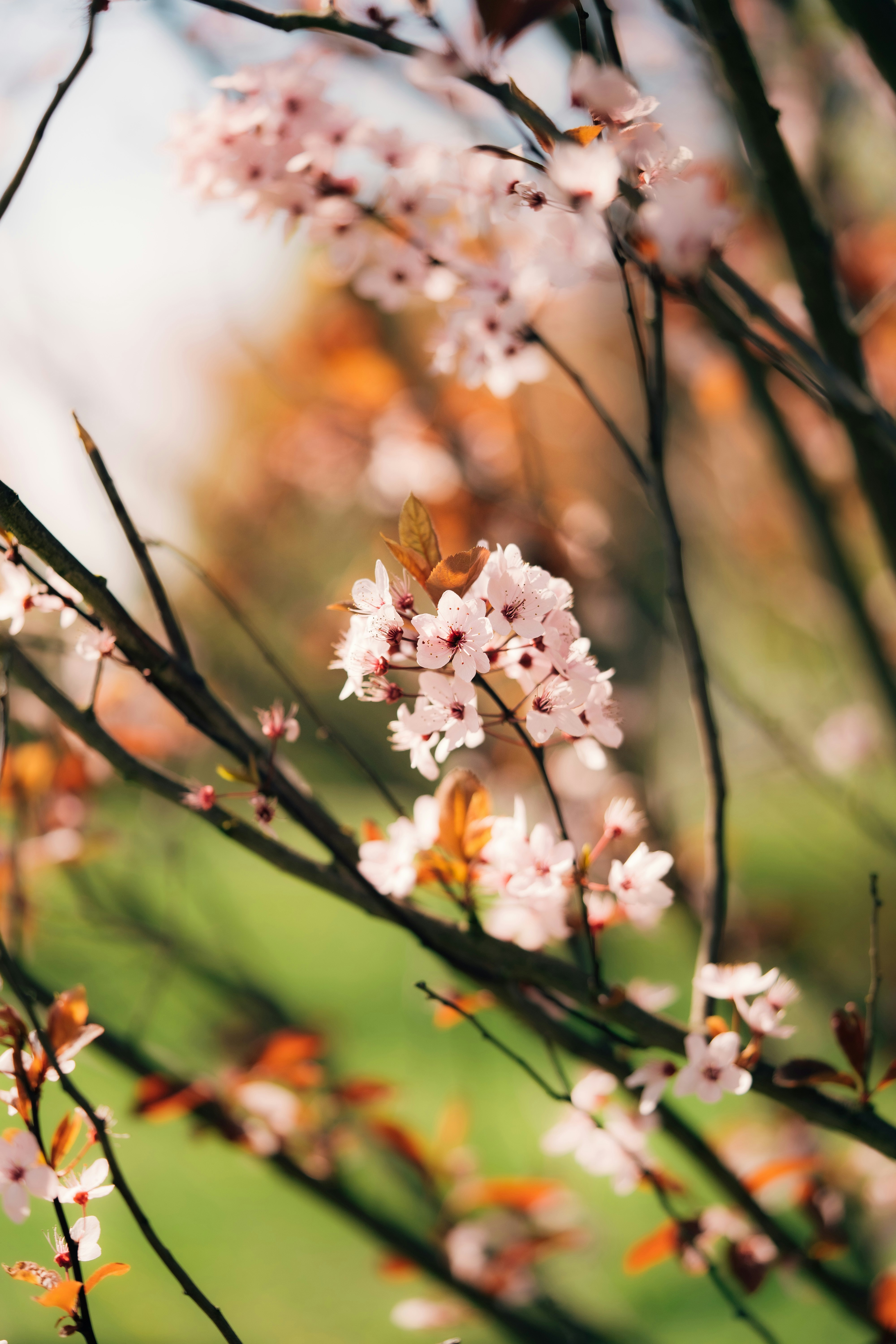 Un primer plano de un árbol con flores rosadas