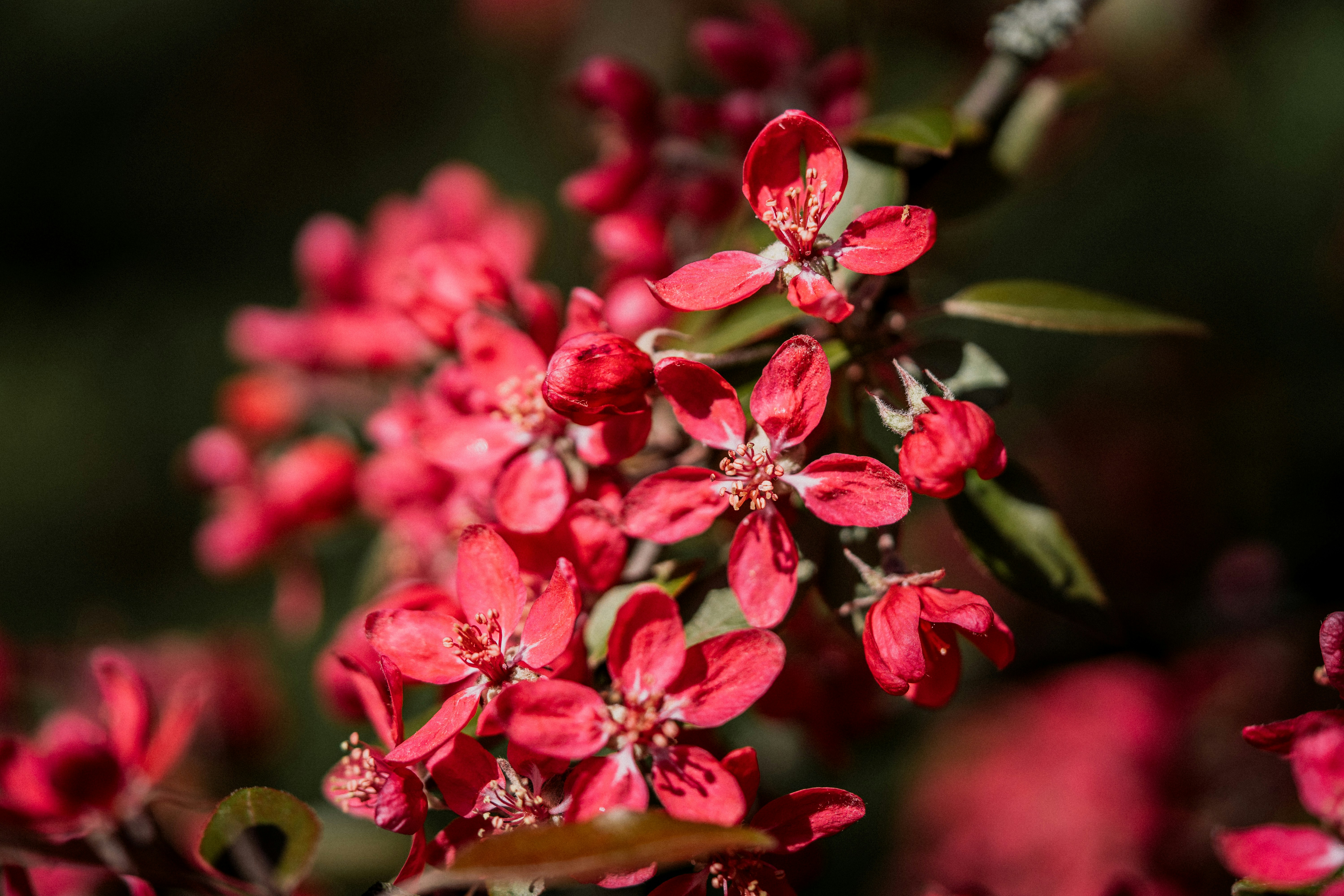 Un primer plano de un ramo de flores rojas