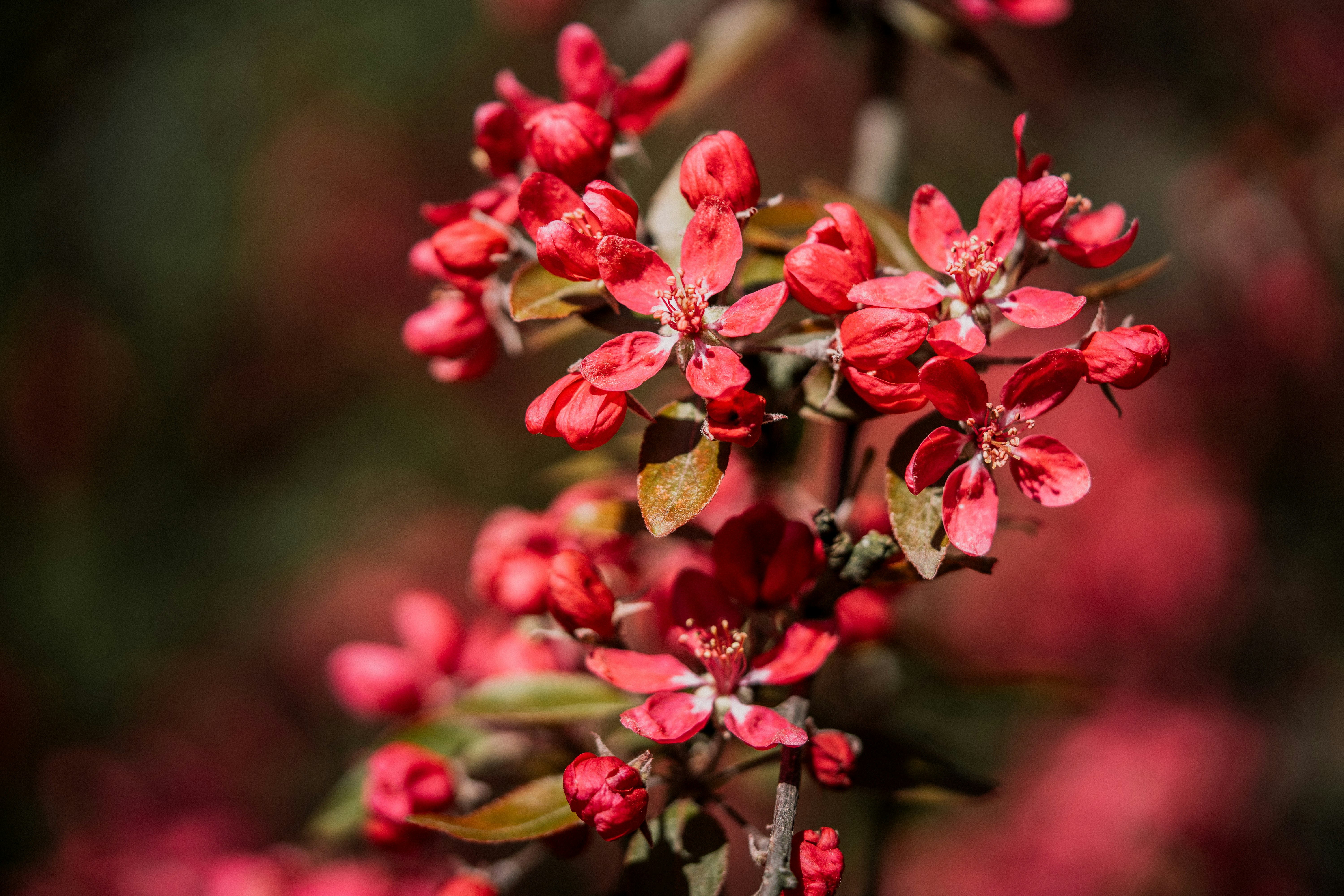 un ramo de flores rojas que están en una rama