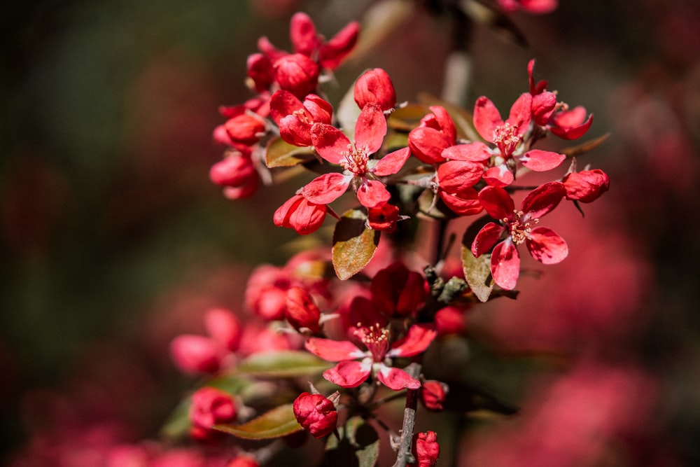 a bunch of red flowers that are on a branch
