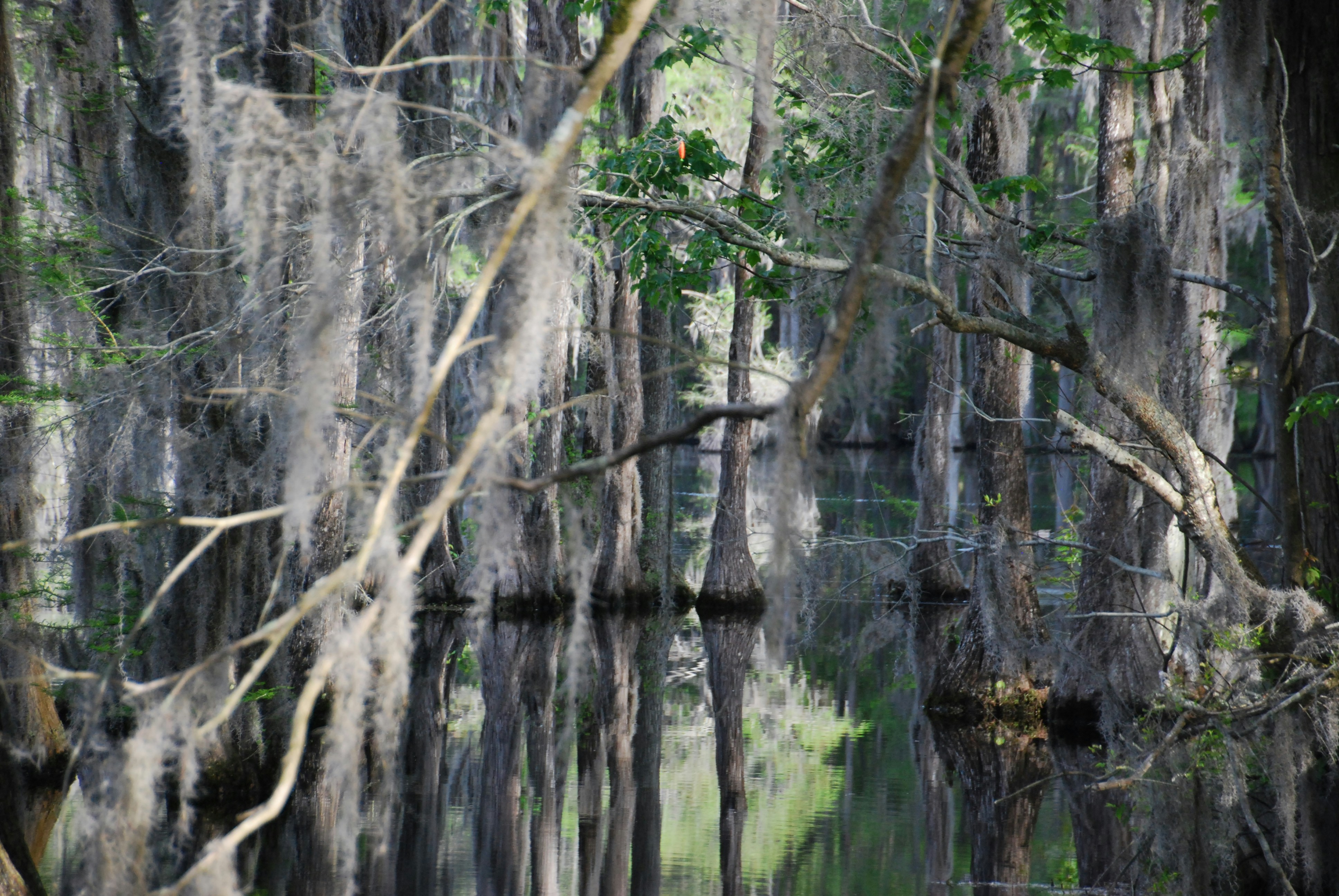 a body of water surrounded by trees covered in moss